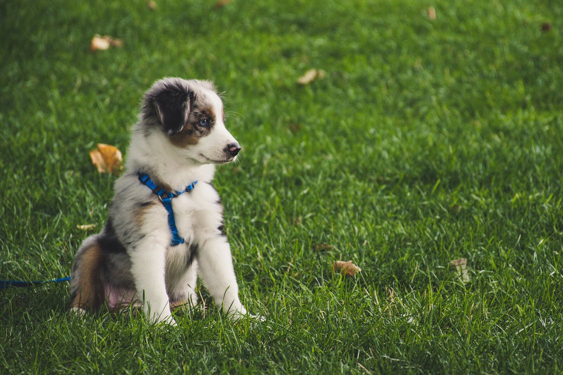 Know Dog Boarding FAQs and the Answers You Need to Enjoy Your Vacay